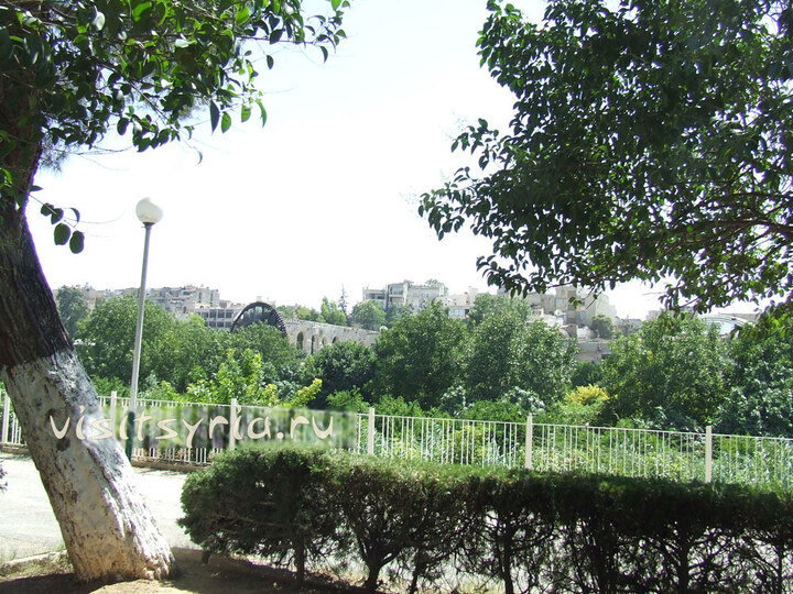 Красивые кустарники